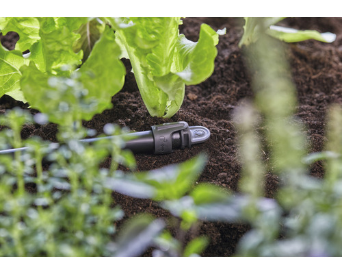 Droppbevattning i trädgårdslandet bland salladsplantor