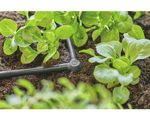 Bevattningssystem med salladsplantor i trädgårdslandet