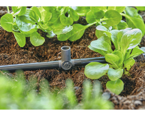 Bevattningssystem med droppslang och växter