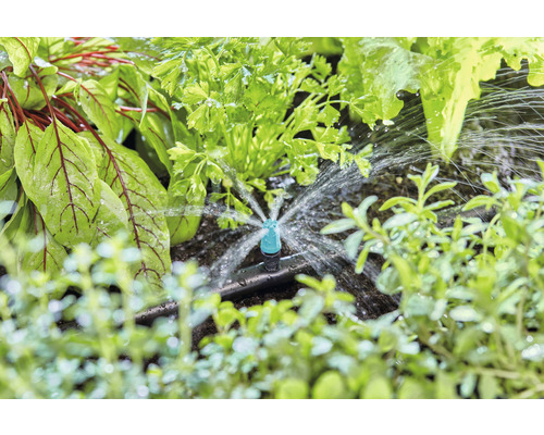 Bevattningssystem i grönsaksland med sallad, persilja och örter