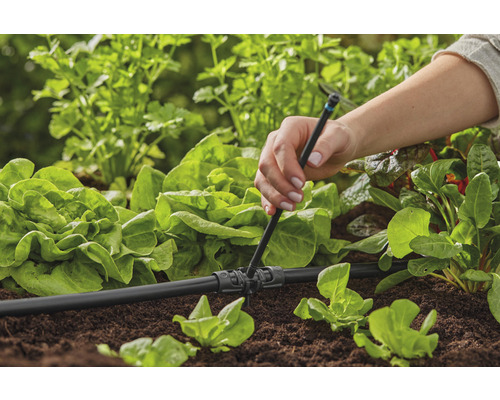 Installation av ett bevattningssystem i trädgården för att förse salladsplantor med vatten