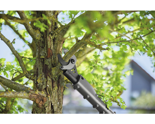 Grensax klipper av en gren på ett träd.