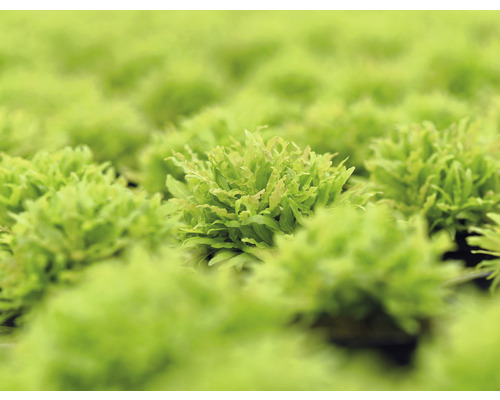 Närbild av dammlevermossa