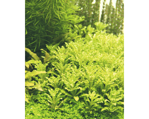 Detalj av akvarieväxter