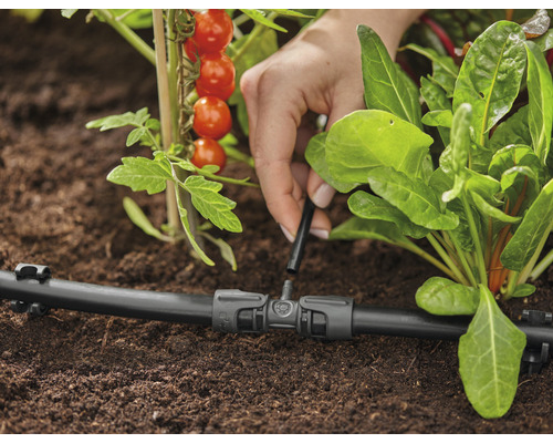 Droppbevattningssystem som används för att vattna växter i trädgården.