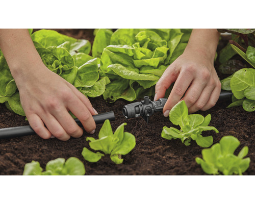 Trädgårdsbevattning med droppslang och reglerdel i grönsakslandet