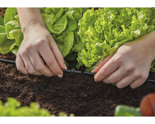 Installation av ett bevattningssystem i en köksträdgård med salladsplantor