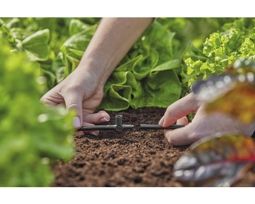 Installation av bevattningssystem i trädgård med salladsplantor