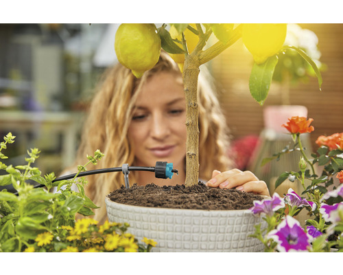 Kvinna vattnar citronträd i kruka med bevattningssystem