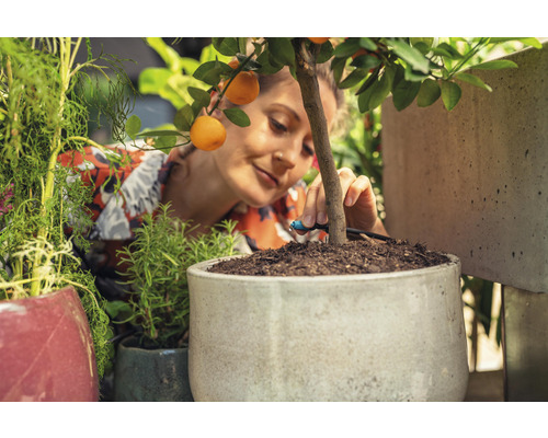 Kvinna installerar ett bevattningssystem i en kruka med ett apelsinträd.
