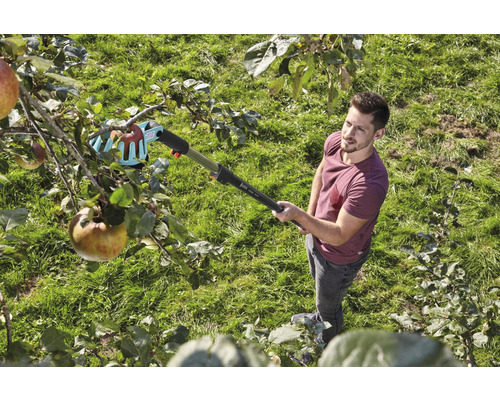Man plockar äpplen från trädet med en fruktplockare