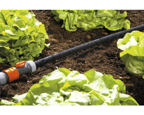 Droppslang för trädgårdsbevattning mellan salladsplantor