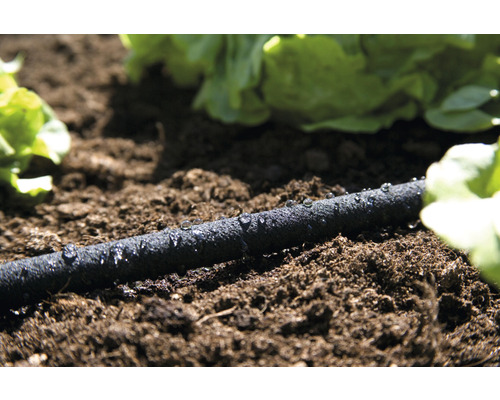 Bevattningsslang i en trädgårdsbädd med växter