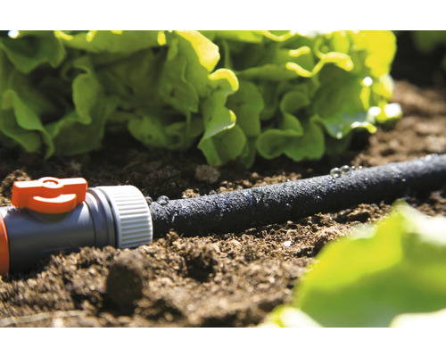 Droppslang för trädgårdsbevattning i rabatt med sallad