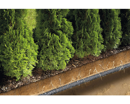 Översikt över tujahäck ovan jord och bevattningsrör under jord