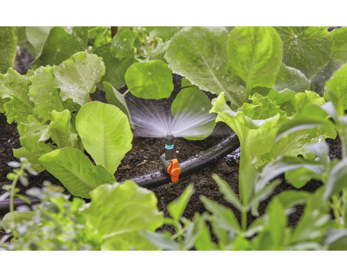 Bevattningssystem i grönsaksträdgården med salladsplantor