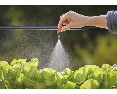 Trädgårdsbevattning med droppslang och sprutmunstycke ovanför salladshuvuden