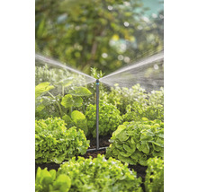 Trädgårdsbevattningssystem med sprinkler i drift mellan salladsplantor.