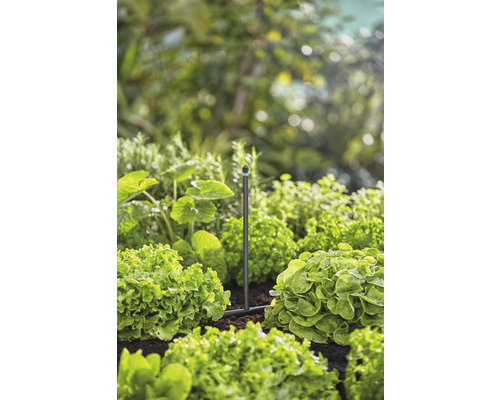 Trädgårdsbevattningssystem mellan salladsplantor i trädgårdslandet.