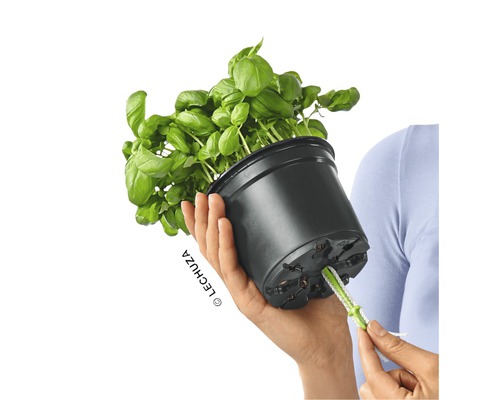 Basilika i kruka med bevattningssystem i handen