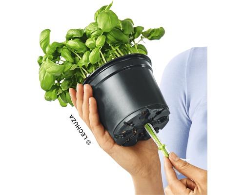 Basilika planta i svart kruka med bevattningssystem