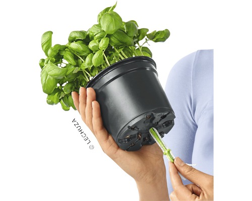 Basilika i svart blomkruka med bevattningssystem i handen