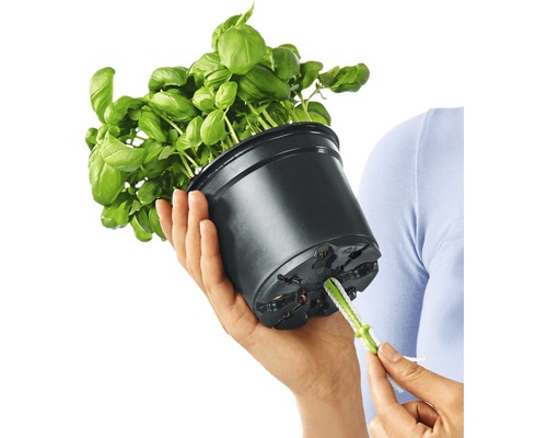 Basilika i kruka med bevattningssystem i handen