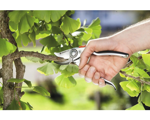 En hand beskär en gren med en trädgårdssax