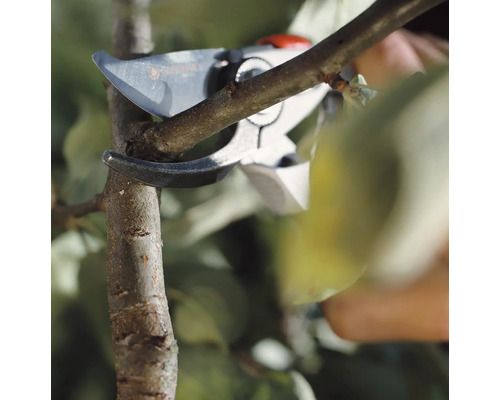 Trädgårdssax klipper av en gren