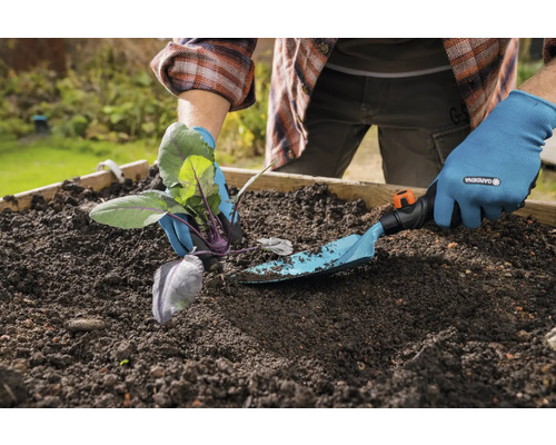 Person planterar kålrot med en trädgårdsspade i en upphöjd trädgårdssäng.