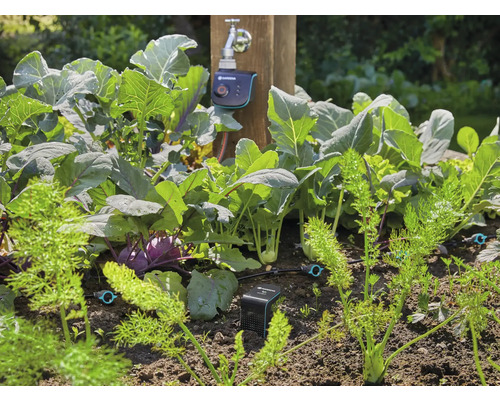 Grönsaksträdgård med kål, morötter och automatisk bevattning