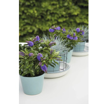 Rad med blommande Hebe-växter i krukor