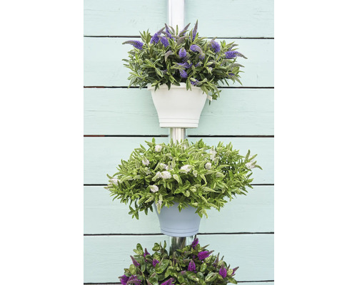 Dekorativ blomsterampel med olika blommor i krukor