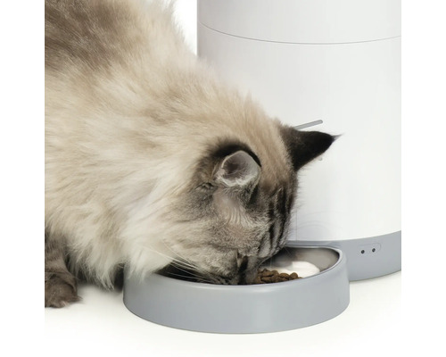 Katt äter ur en automatisk matare