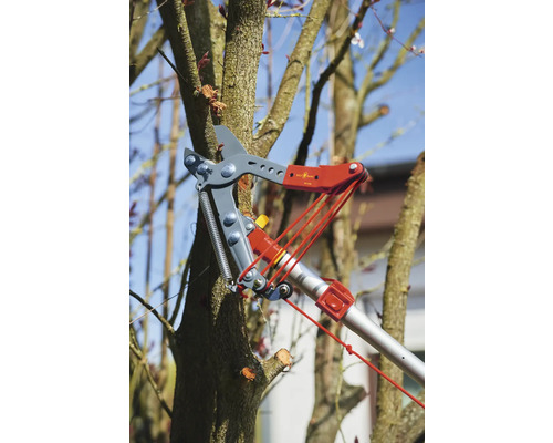 Trädbeskärning med en grensax på ett träd