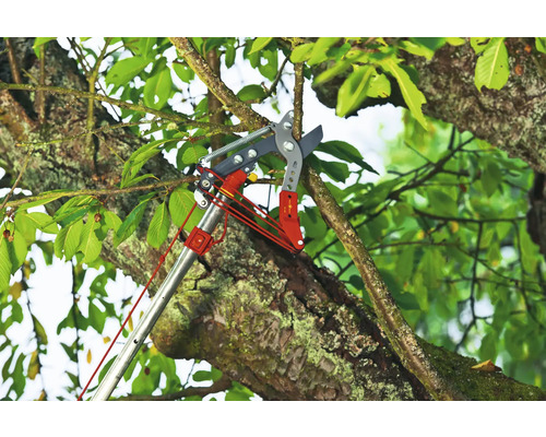 Grenkapare i bruk på ett träd