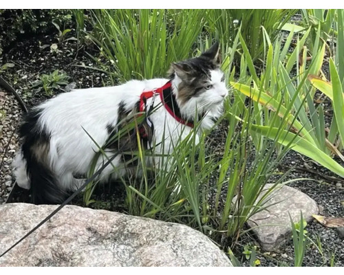 En katt med sele och koppel i trädgården.