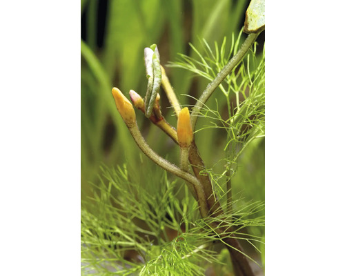 Närbild av en vattenväxt med skottspetsar och fina blad.