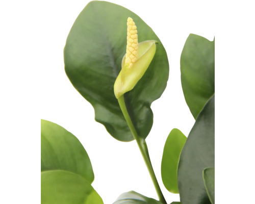 Närbild av en krukväxt med blomma