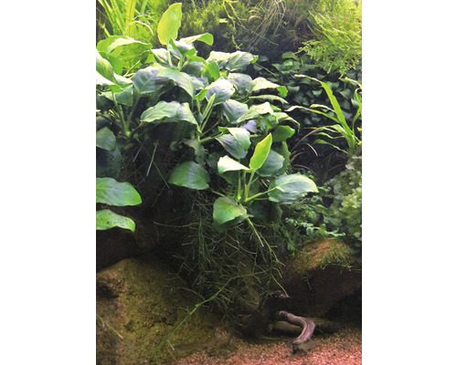 Akvarium med växter och dekorationer