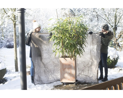 Två personer installerar vinterskydd på en bambuväxt i en kruka i trädgården