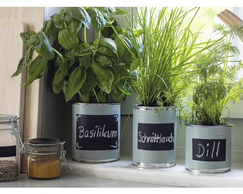 Örter i målade burkar med inskriptioner basilika, gräslök och dill