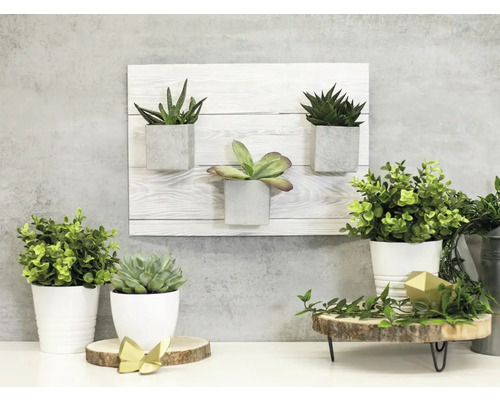 Dekorativa krukväxter i krukor och väggfästen på ett bord