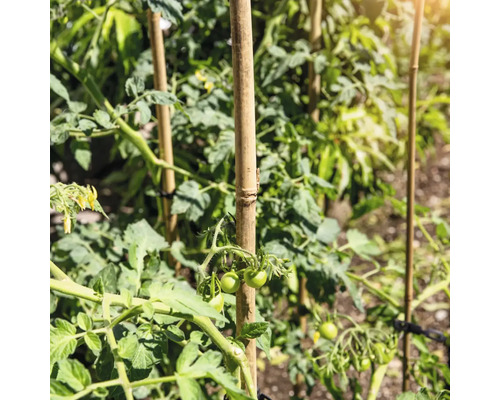 Tomatplanta med bambustav i trädgården