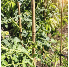 Tomatplantor som stöds av bambupinnar.