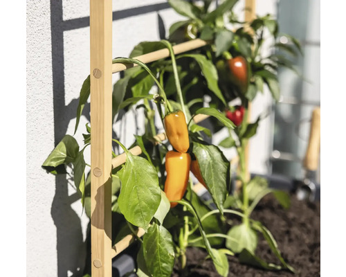 Växt med paprika på ett träspaljé