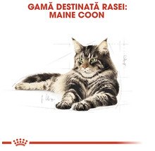 Maine Coon katt illustration