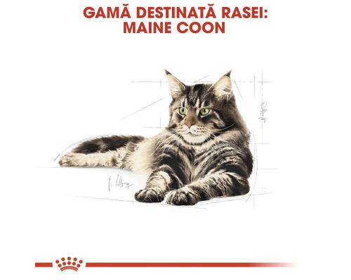 Maine Coon katt illustration