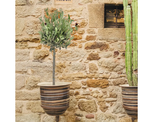 Olivträd i dekorativ kruka framför en stenmur