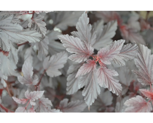 Närbild av en smällspirea med blad